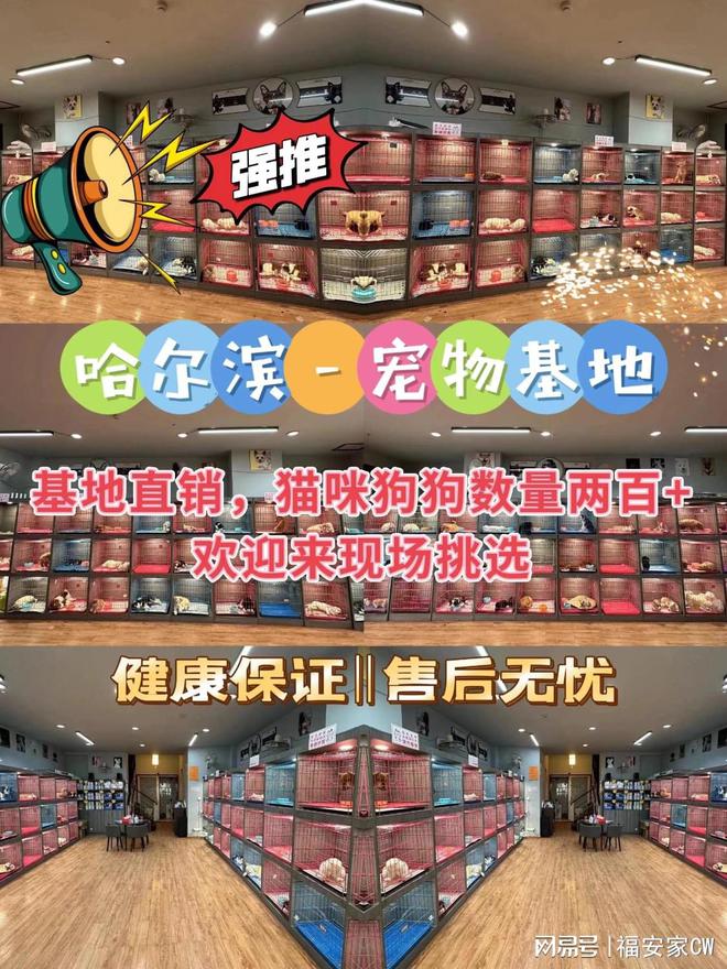 熊貓體育官網(wǎng)：哈爾濱哪里有正規(guī)寵物基地（哈爾濱）大型寵物基地歡迎您(圖1)